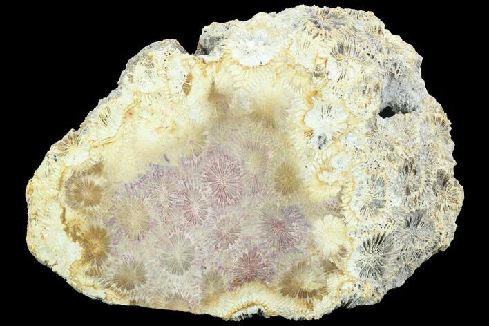 Polished, Fossil Coral Slab - Indonesia #121944